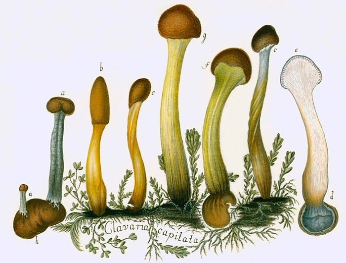 Đặc điểm, hình dạng của các loài nấm đã được các nhà nghiên cứu ghi trong các cuốn sách sinh vật cổ